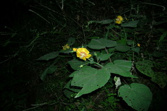 Abutilon persicum